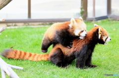 小熊猫の母と子