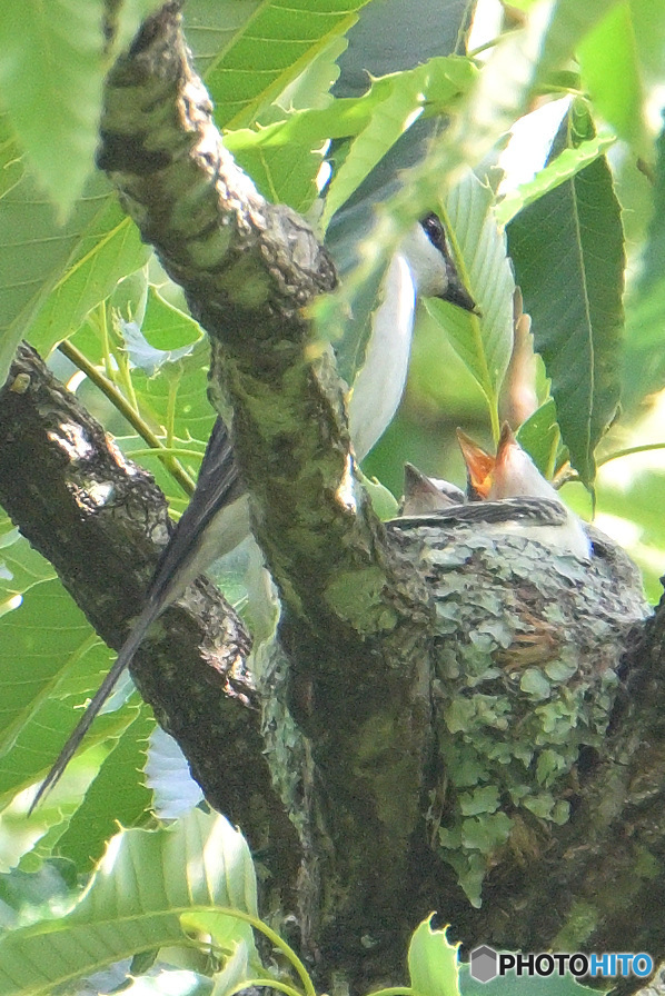 サンショウクイの親子④