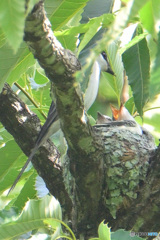 サンショウクイの親子④