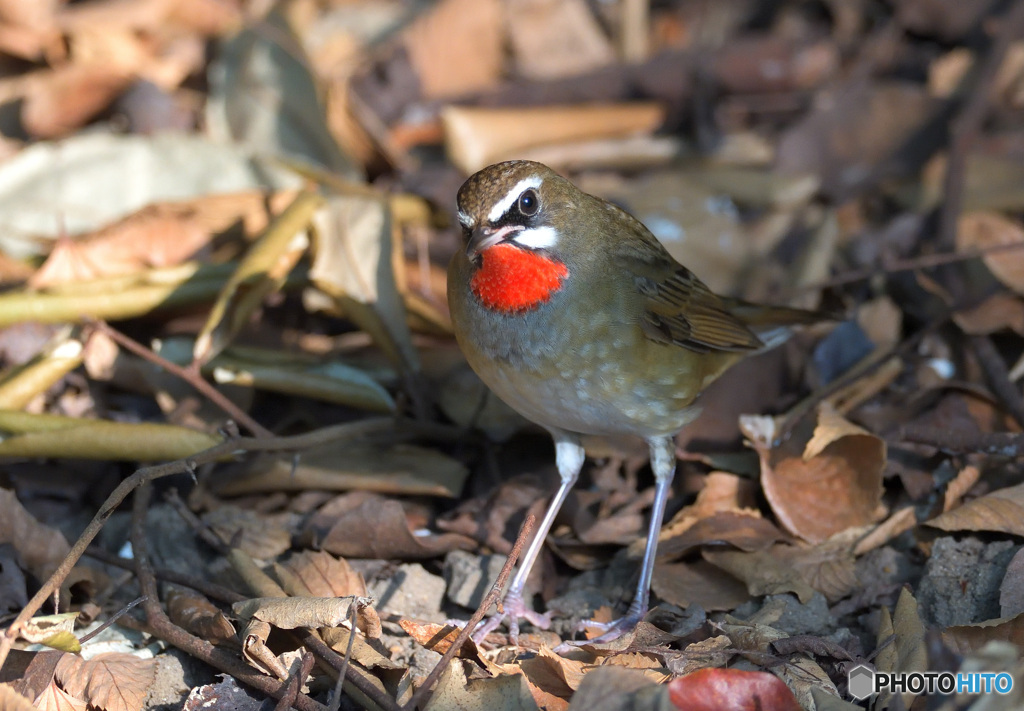 カメラ目線のノゴマくん②