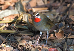 カメラ目線のノゴマくん②