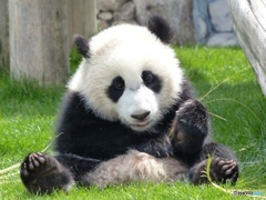 みんなのアイドル