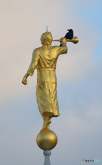 カラスの休憩所