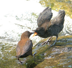 カワガラスの親子⑤