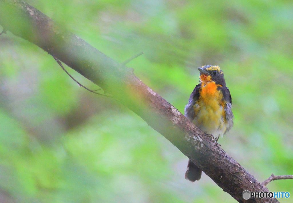 在庫のキビタキさん