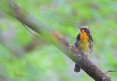 在庫のキビタキさん