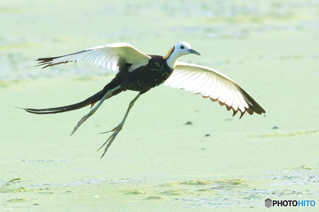 思い出のレンカクさんⅣ