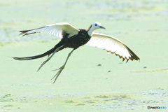 思い出のレンカクさんⅣ