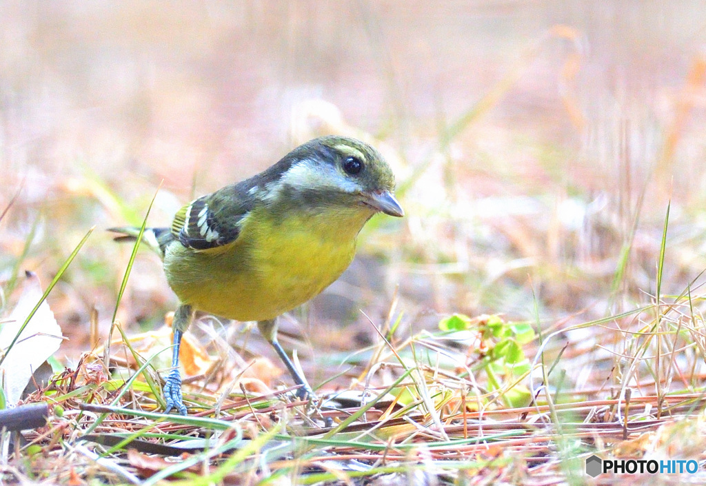 迷鳥キバラガラⅣ