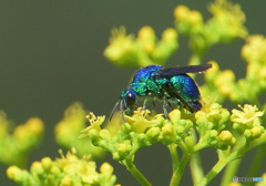 初めてのオウセイボウ