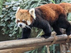 本日のレッサーパンダ