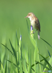 花菖蒲にオオヨシキリ㉖