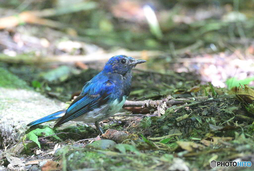 やつれたお父さん②