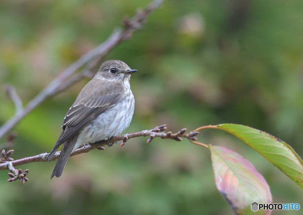 エゾビタキ2020③