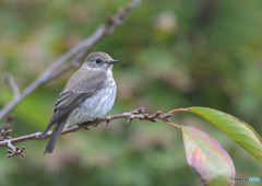 エゾビタキ2020③