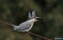 ワイヤーで愛を叫ぶ