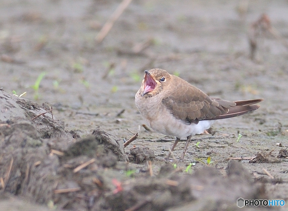 初めてのツバメチドリⅡ