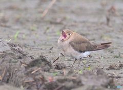 初めてのツバメチドリⅡ