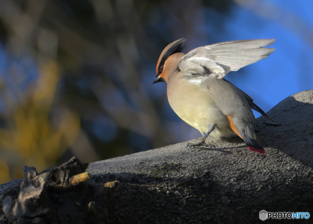 ヒレンジャク2023②