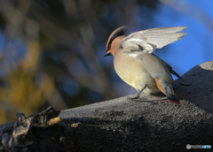 ヒレンジャク2023②