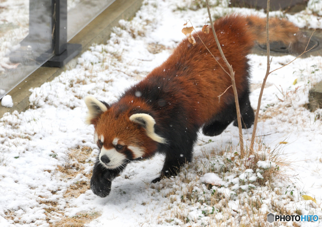 雪にレッサーパンダ③