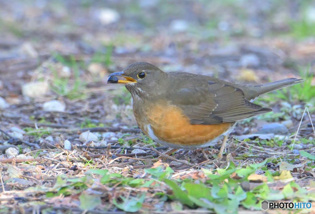 アカハラのお食事