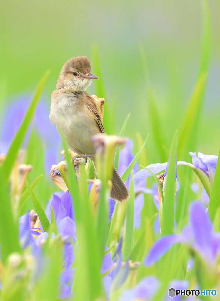 花菖蒲にオオヨシキリ⑯