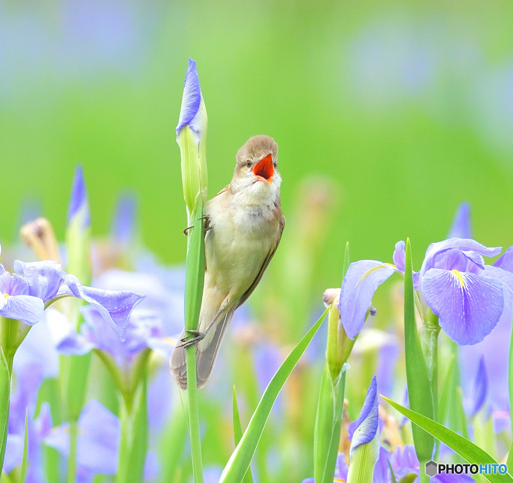 花菖蒲にオオヨシキリ①