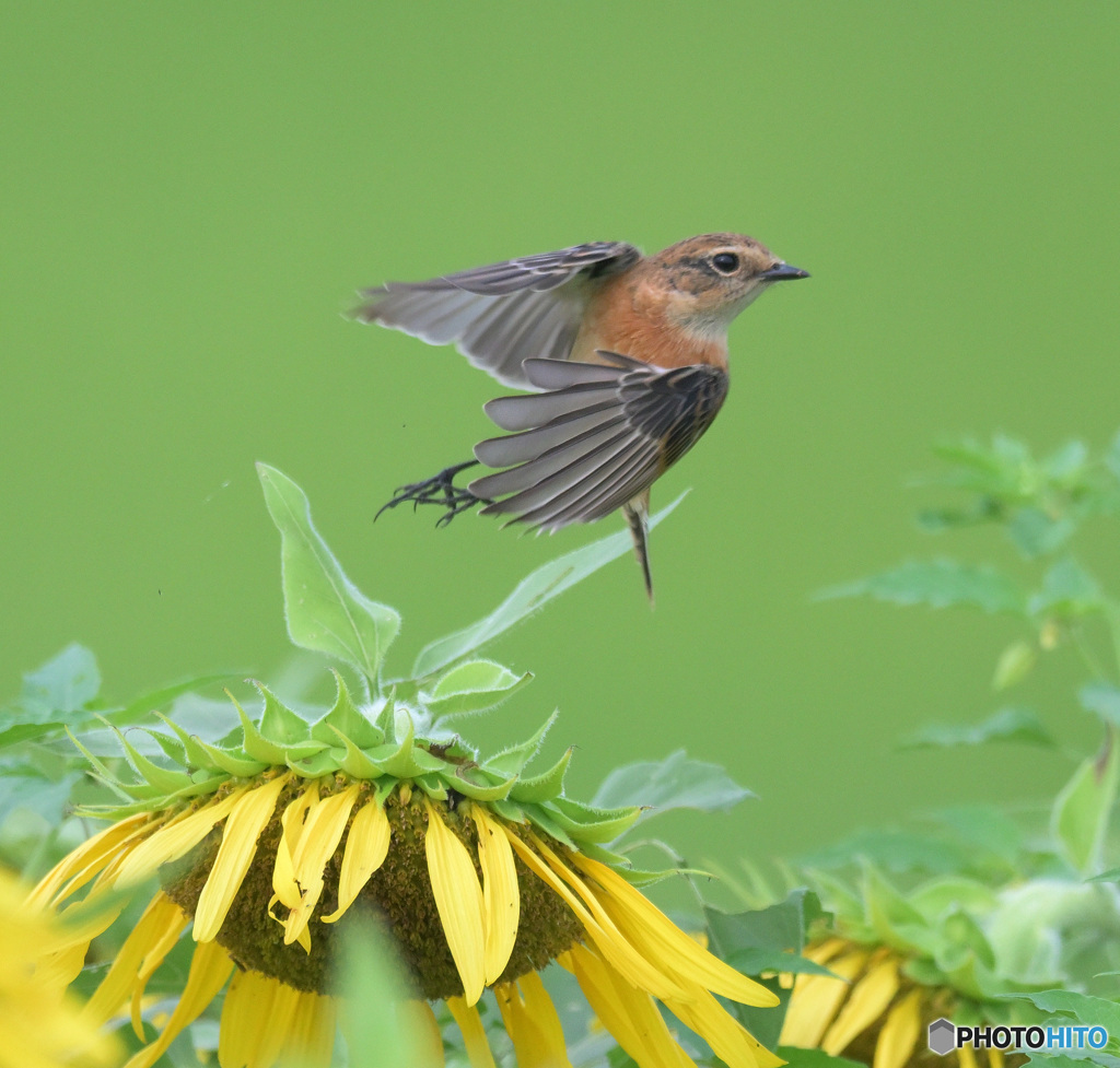 向日葵にノビタキ③