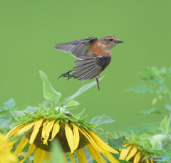 向日葵にノビタキ③