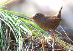 ミソサザイ2023④