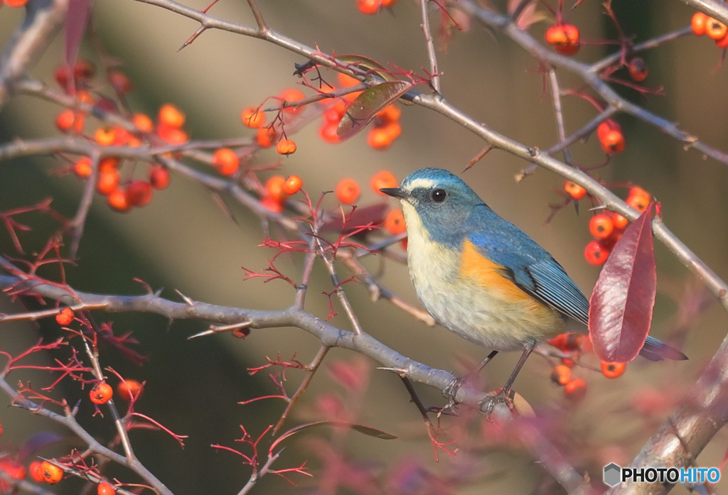 タチバナモドキにルリビタキ君