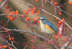 タチバナモドキにルリビタキ君