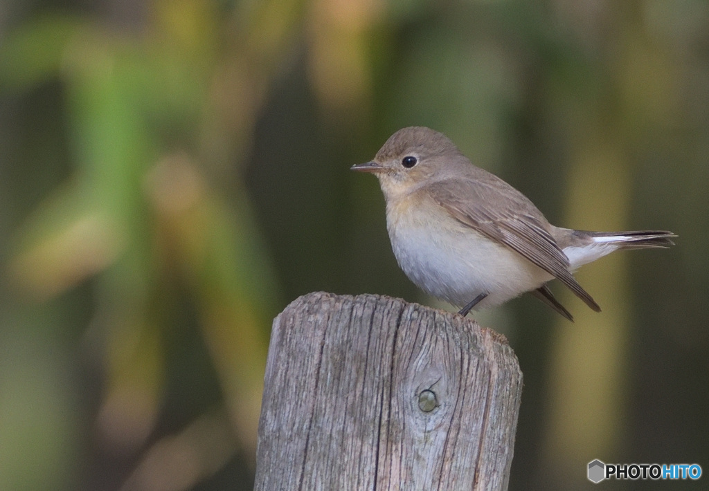 出る杭に止まる