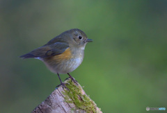 ルリビタキ若♂②