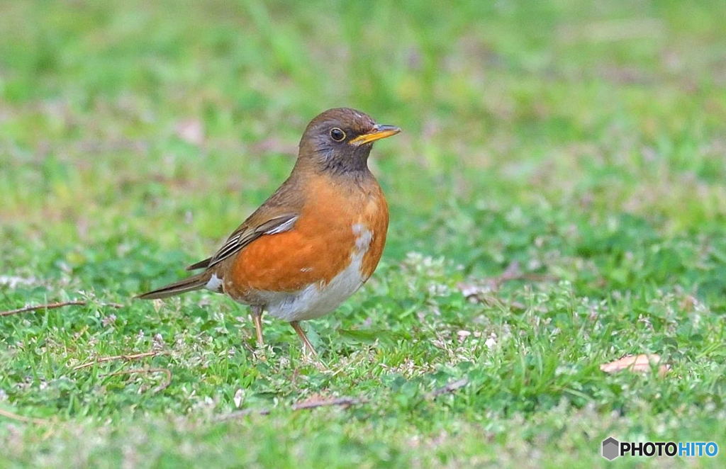 初めてのアカハラ