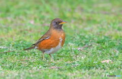 初めてのアカハラ