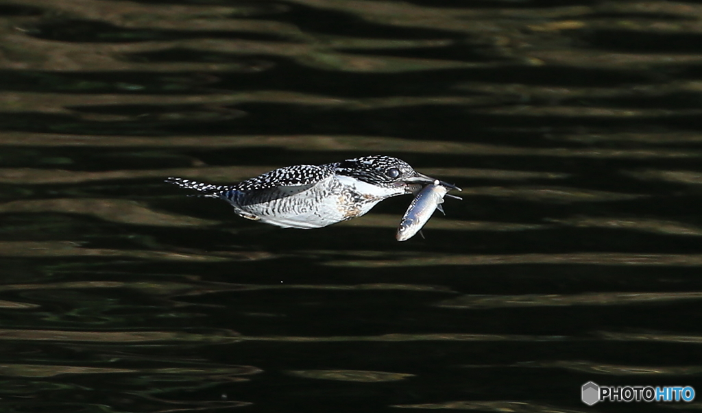 お魚咥えて「ギューン！」