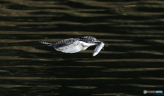 お魚咥えて「ギューン！」