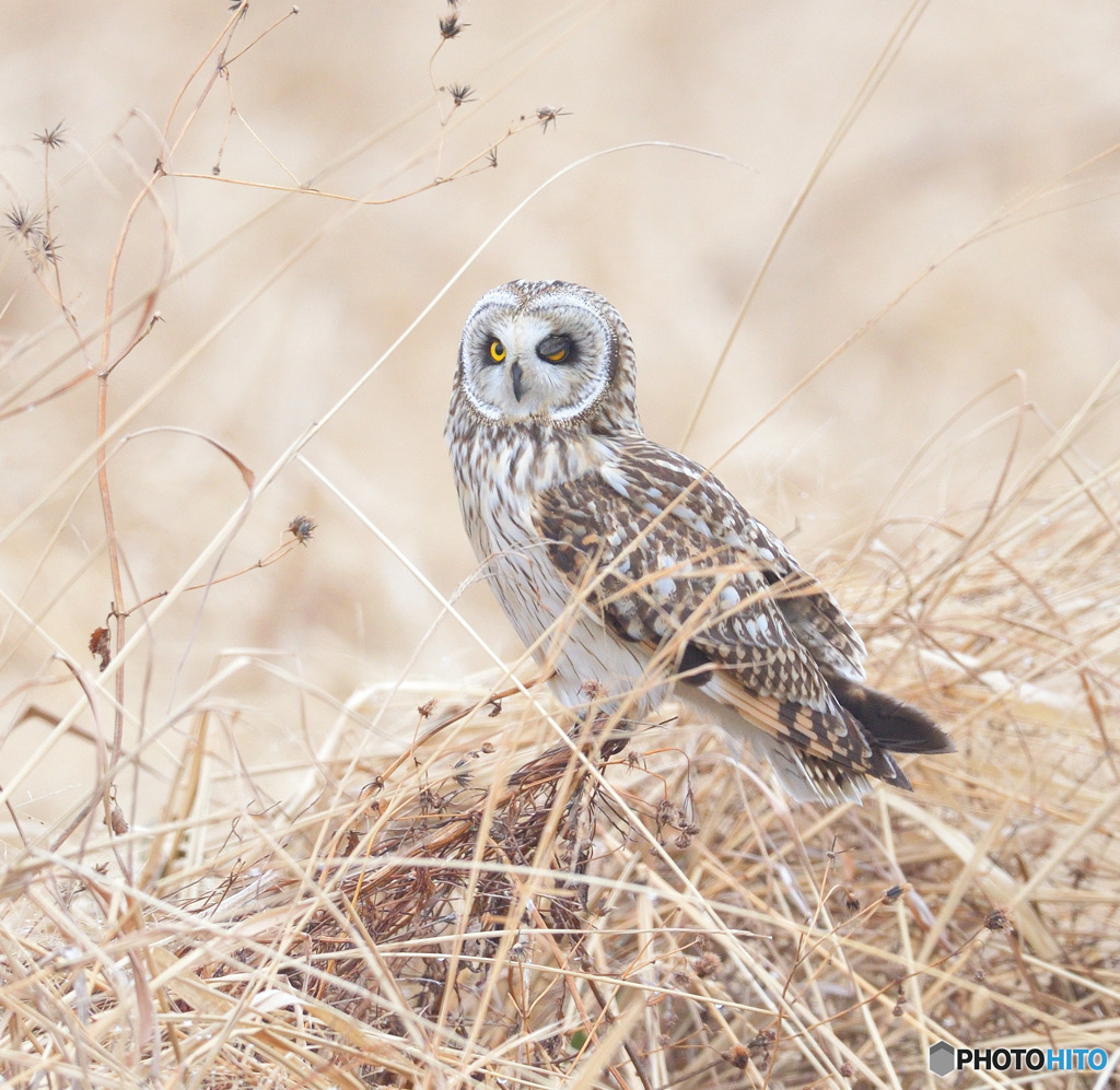 コミミズクのウインク♡