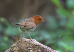 見返りコマドリ君