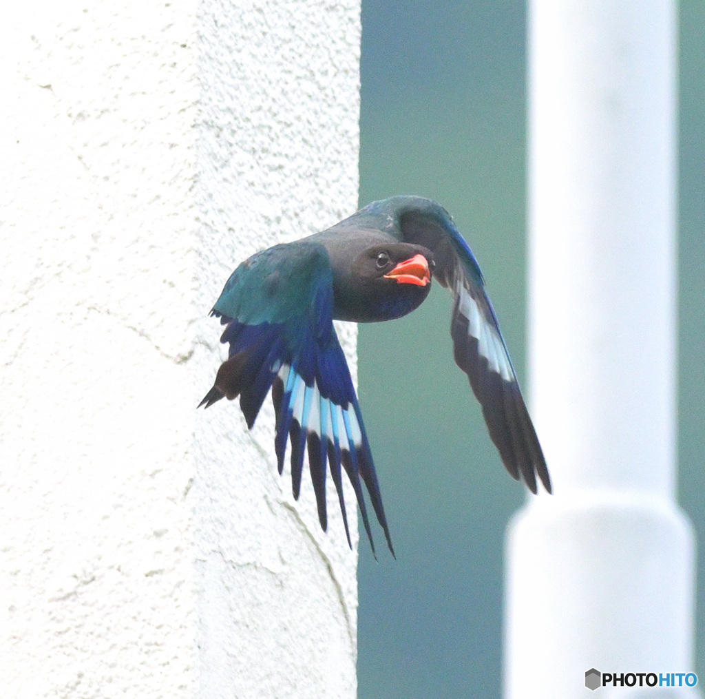 ７月のブッポウソウ⑨