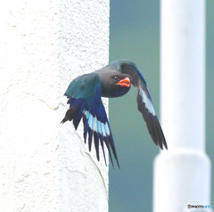 ７月のブッポウソウ⑨