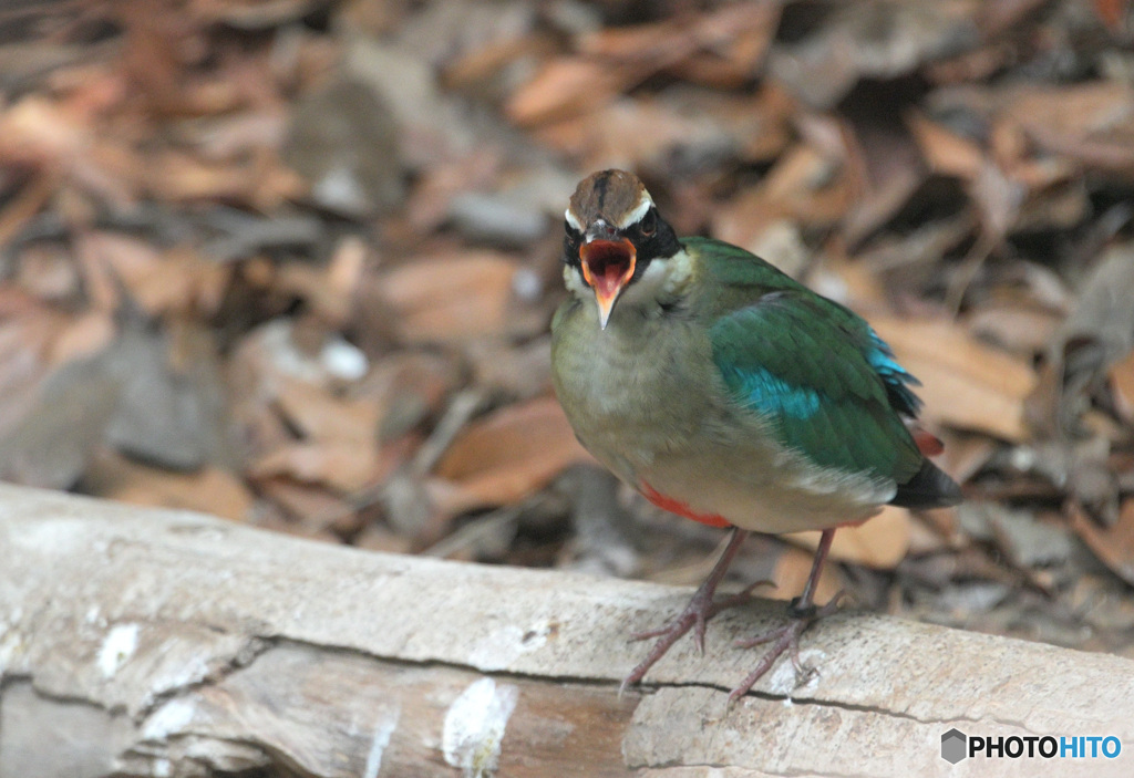 元気なヤイロチョウ③