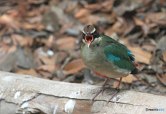元気なヤイロチョウ③
