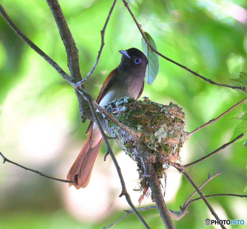 在庫のサンコウチョウ