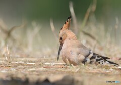 砂浴びヤツガシラ