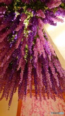 鬼避けの藤の花