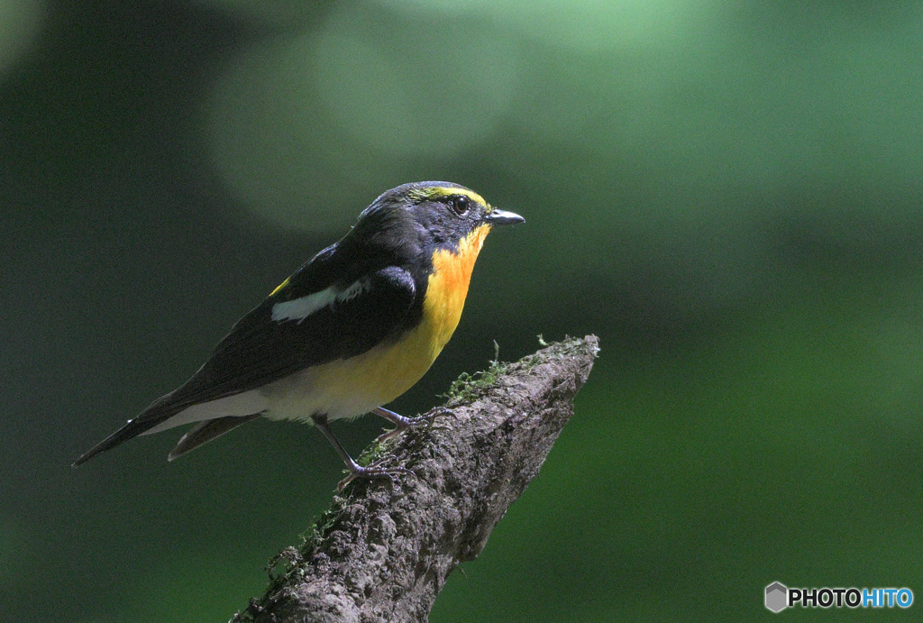 Z9でキビタキ君②