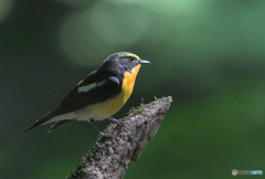 Z9でキビタキ君②